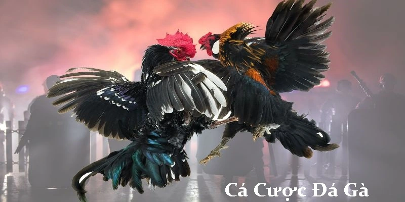 Cá cược đá gà Hi88