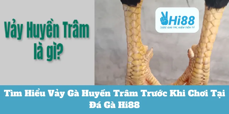 Vảy Gà Huyền Trâm