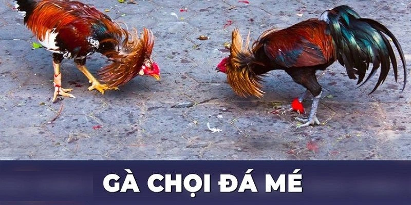 Gà đá mé Hi88