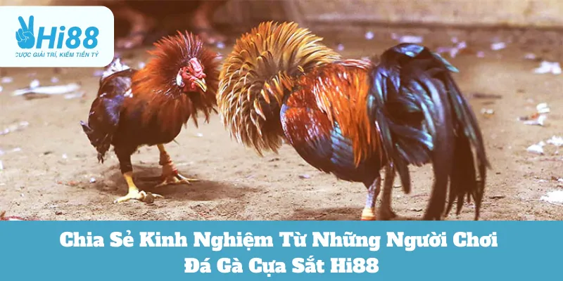 Đá gà cựa sắt