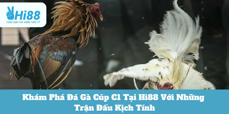 Đá gà cúp C1 Hi88