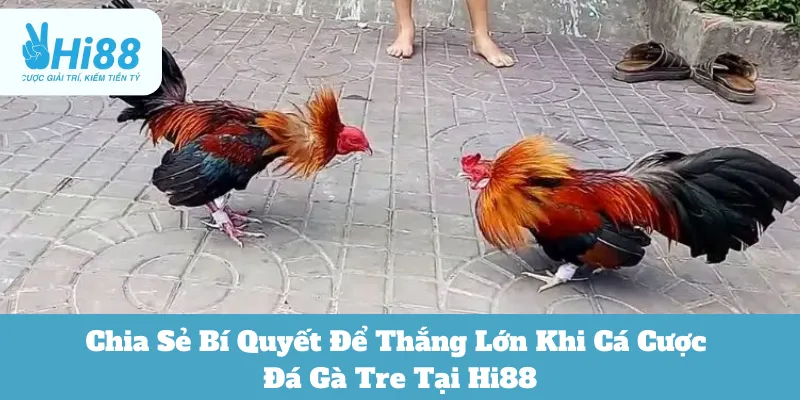 đá gà tre Hi88