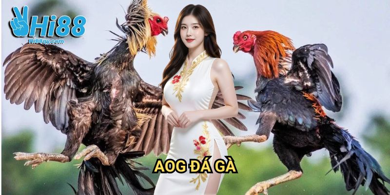 AOG Đá Gà Hi88: Đấu Trường Gà Chọi Đẳng Cấp Quốc Tế