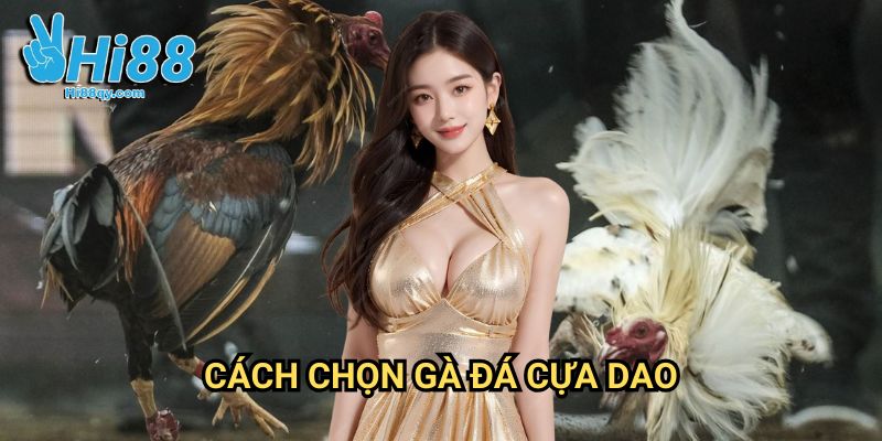 Cách chọn gà đá cựa dao Hi88: Bí Quyết Tuyển Chọn Chiến Kê Vô Địch
