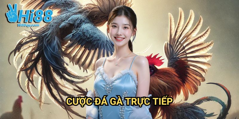 Cược đá gà trực tiếp Hi88: Trải Nghiệm Đỉnh Cao Cá Cược Live