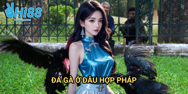 Đá gà ở đâu hợp pháp Hi88: Khám Phá Các Điểm Đến Đấu Gà Chính Thống