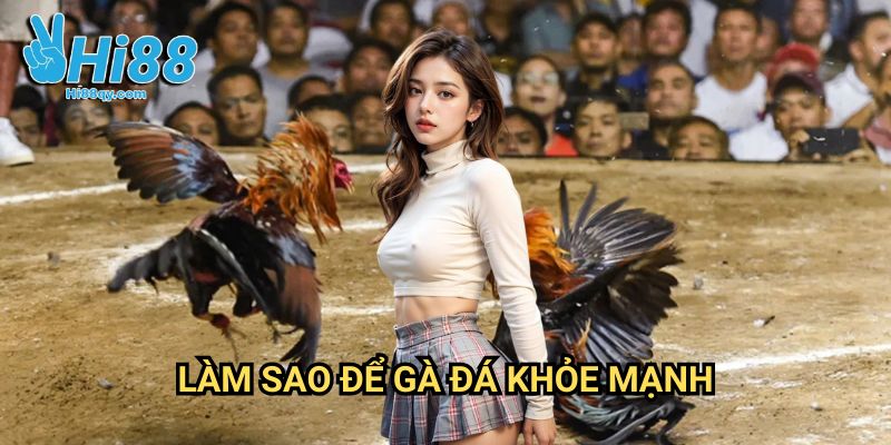 Làm sao để gà đá khỏe mạnh Hi88: Bí Quyết Nuôi Dưỡng Chiến Kê Bách Thắng