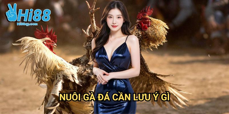 Nuôi gà đá cần lưu ý gì Hi88: Hướng Dẫn Toàn Diện Cho Người Mới